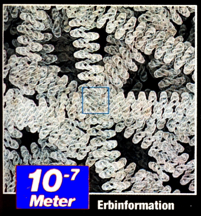 Ansicht eines 0,001 mal 0,001 mm grossen Ausschnitts -  DNS-Spiralen